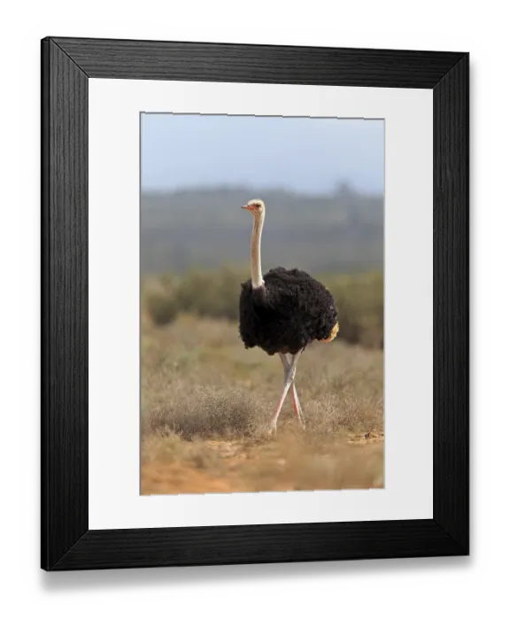 Framed Print : South African ostrich (Struthio camelus australis)