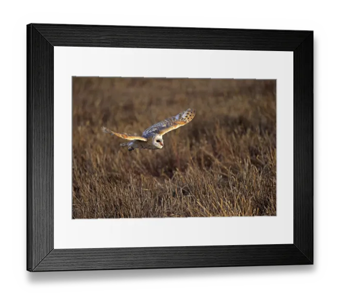 Framed Print : Common barn owl (Tyto alba), adult Framed Print : Common barn owl (Tyto alba), adult