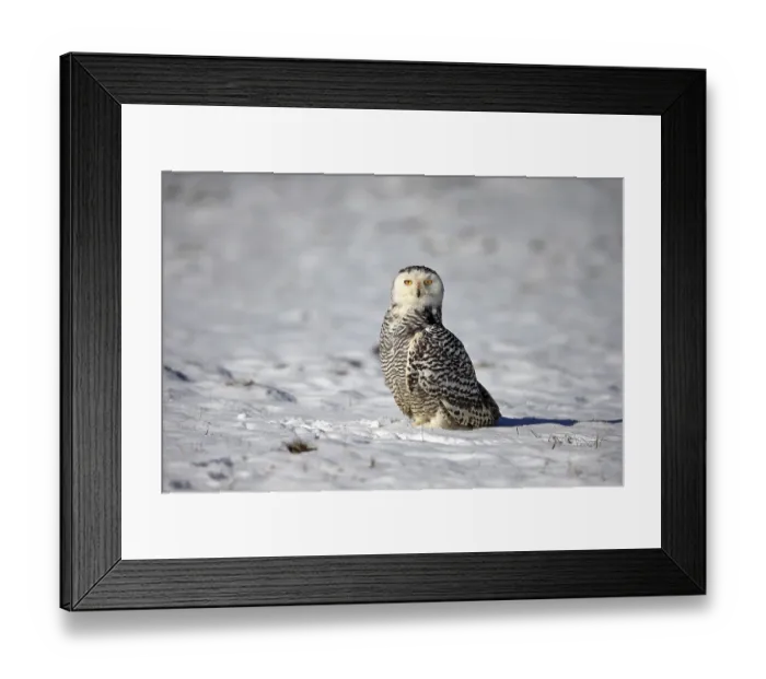 Framed Print : Snowy owl (Nyctea scandiaca), adult