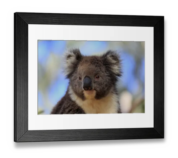 Framed Print : Koala (Phascolarctos cinereus)
