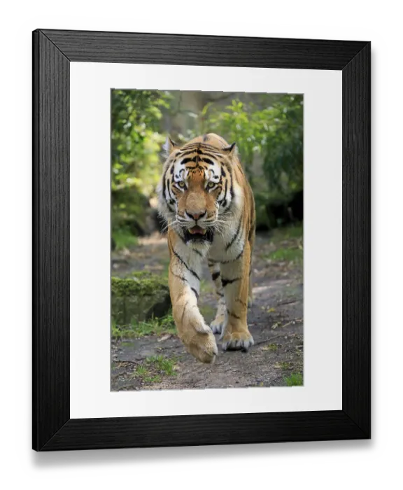 Framed Print : Siberian tiger (Panthera tigris altaica) Framed Print : Siberian tiger (Panthera tigris altaica)