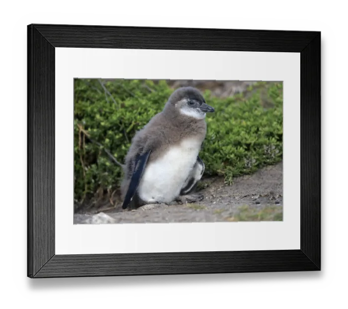 Framed Print : African penguin (Spheniscus demersus)
