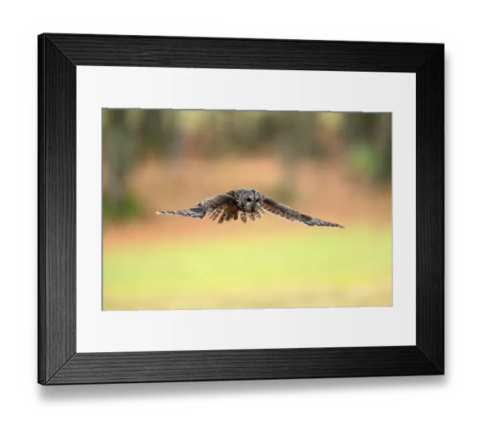 Framed Print : Tawny Owl (Strix aluco), adult