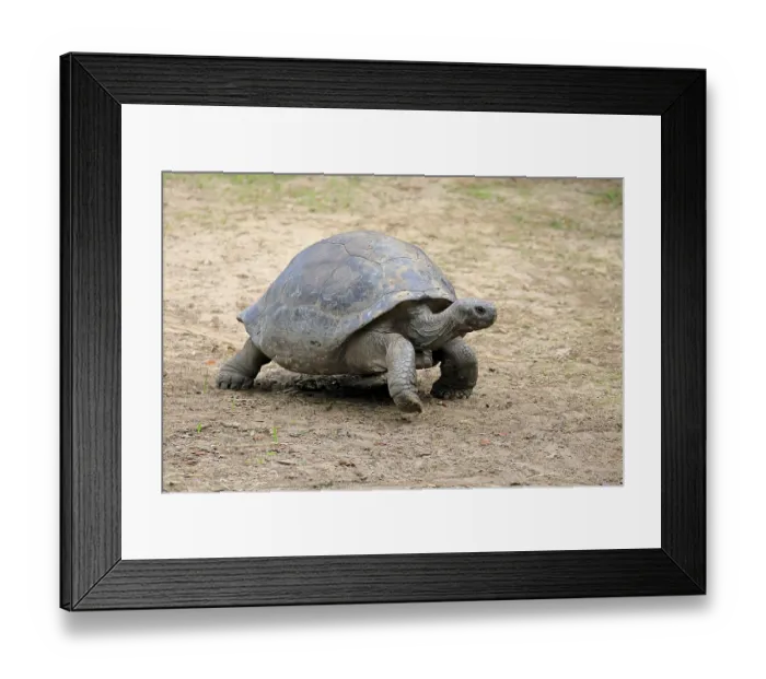 Framed Print : Galapagos giant tortoise (Chelonoidis niger)