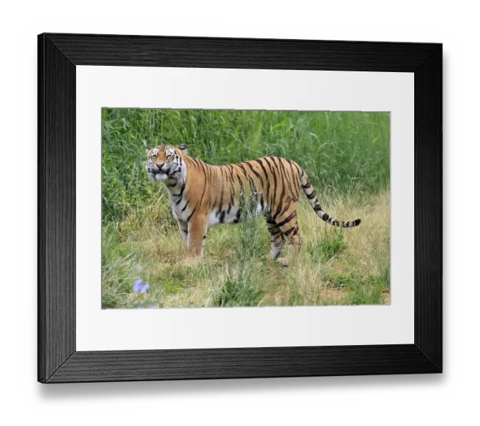 Framed Print : Siberian tiger (Panthera tigris altaica)