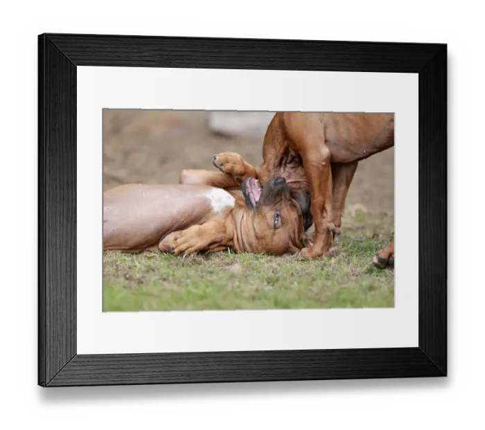 Framed Print : Rhodesian Ridgeback (Canis lupus familiaris)