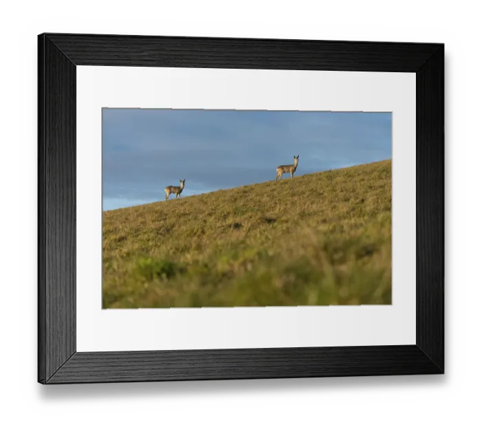 Framed Print : Doe and roebuck, roe deer (Capreolus capreolus) standing on the meadow