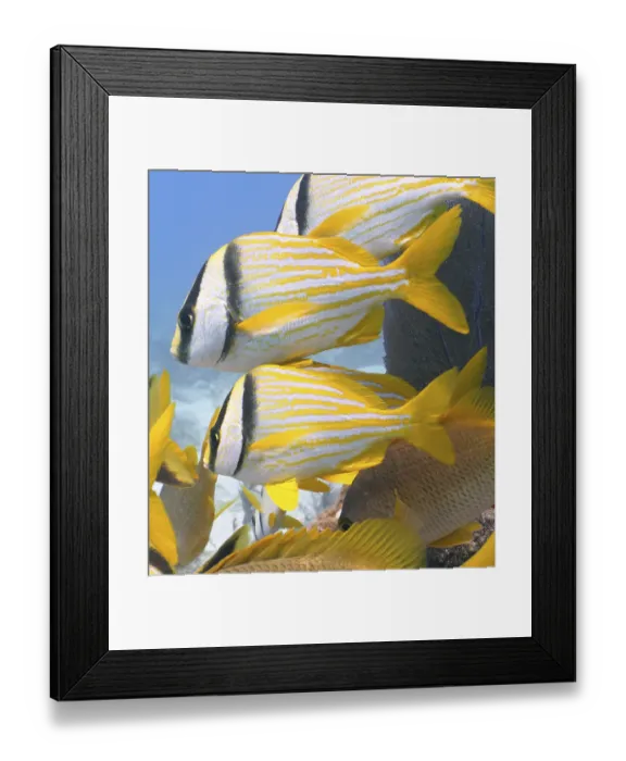 Framed Print : Group of porkfish (Anisotremus virginicus) Framed Print : Group of porkfish (Anisotremus virginicus)