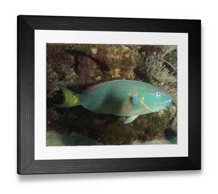 Framed Print : Stoplight parrotfish (Sparisoma viride)