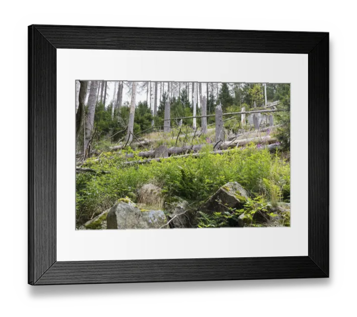 Framed Print : Fallen trees due to storm and forest dieback