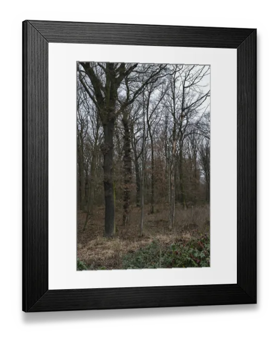 Framed Print : Old deciduous forest... Hambach Forest Framed Print : Old deciduous forest... Hambach Forest