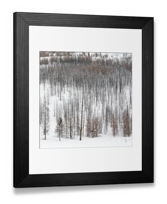 Framed Print : Deadwood... Yellowstone National Park
