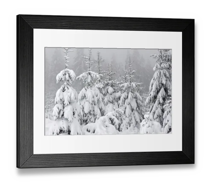 Framed Print : Spruce trees covered in snow in winter