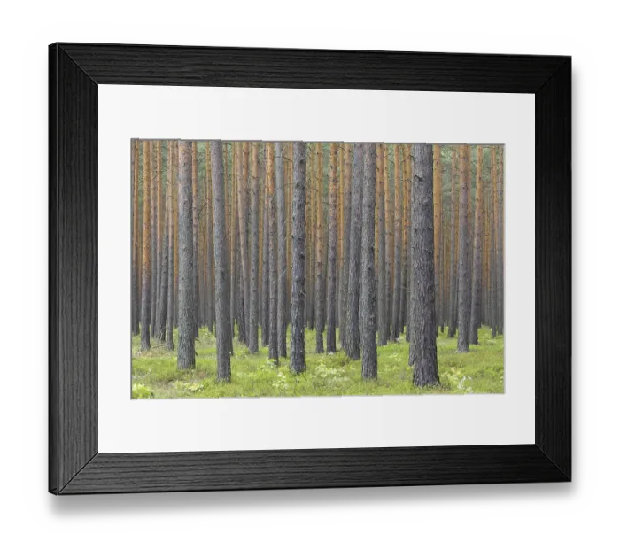 Framed Print : Scots Pine (Pinus sylvestris) tree trunks in coniferous forest Framed Print : Scots Pine (Pinus sylvestris) tree trunks in coniferous forest