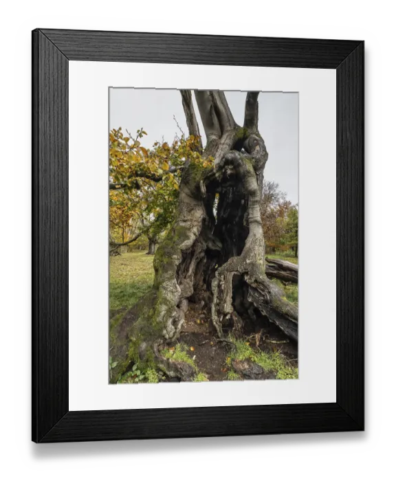 Framed Print : Ancient copper beech (Fagus sylvatica) Framed Print : Ancient copper beech (Fagus sylvatica)