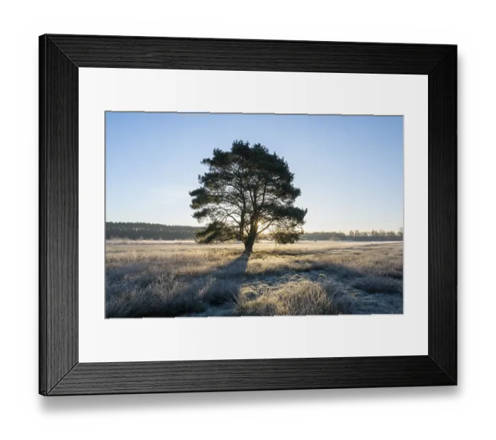 Framed Print : Scots pine (Pinus sylvestris), standing in a meadow Framed Print : Scots pine (Pinus sylvestris), standing in a meadow