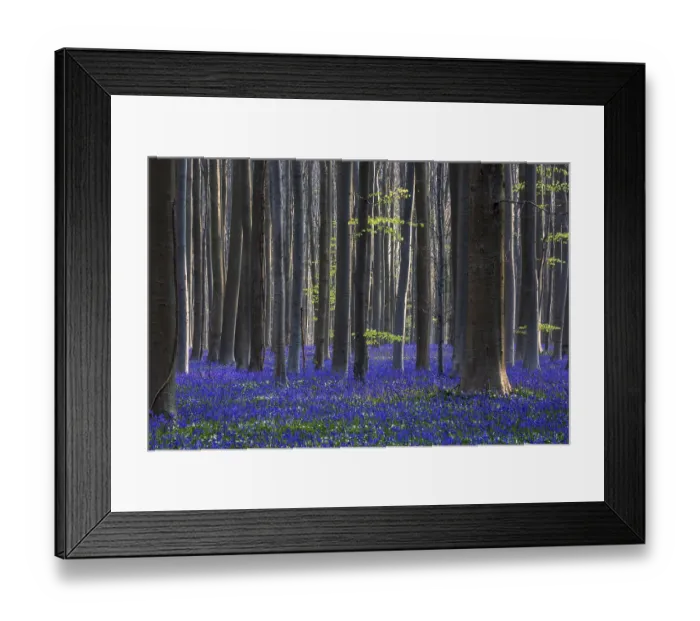 Framed Print : Blue flowering bluebells (Hyacinthoides non-scripta) in the copper beech (Fagus sylvatica) forest