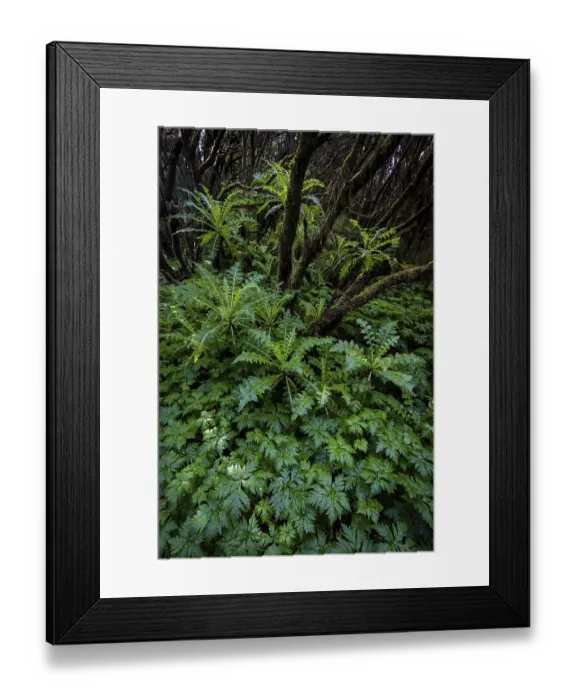 Framed Print : Cloud forest, laurel forest, Garajonay National Park Framed Print : Cloud forest, laurel forest, Garajonay National Park