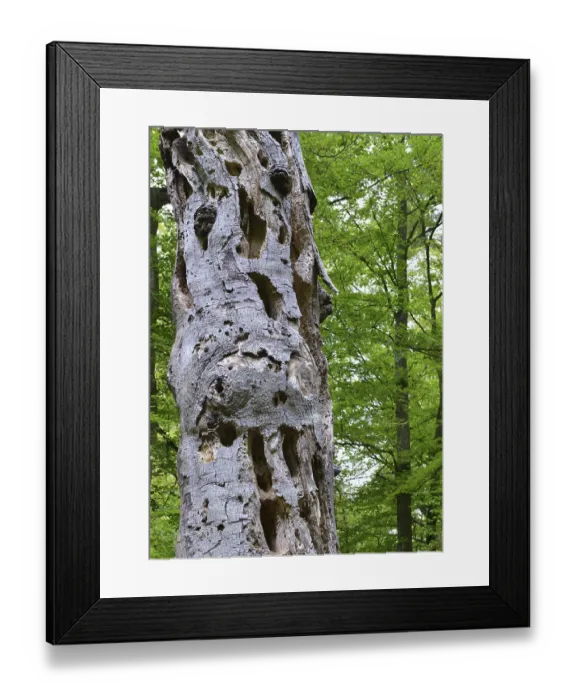 Framed Print : Old beech (Fagus) is often used as a woodpecker tree because of the deadwood Framed Print : Old beech (Fagus) is often used as a woodpecker tree because of the deadwood