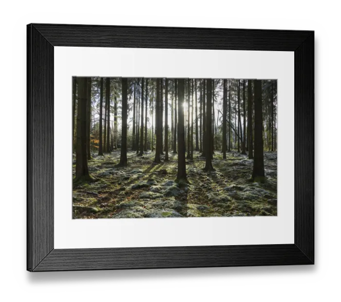 Framed Print : Coniferous forest with sun in winter Framed Print : Coniferous forest with sun in winter