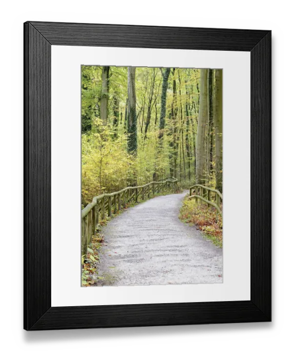 Framed Print : Hiking trail through Common beeches (Fagus sylvatica)