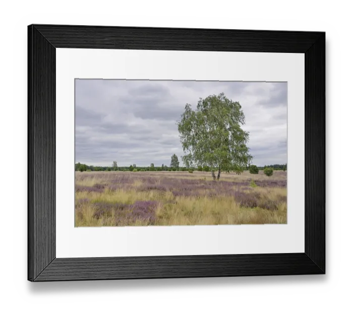 Framed Print : Heathland, juniper forest Schmarbeck Framed Print : Heathland, juniper forest Schmarbeck