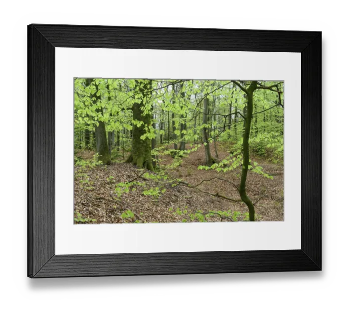 Framed Print : Beech trees ( Fagus sylvatica) in spring in the Damme mountains Framed Print : Beech trees ( Fagus sylvatica) in spring in the Damme mountains