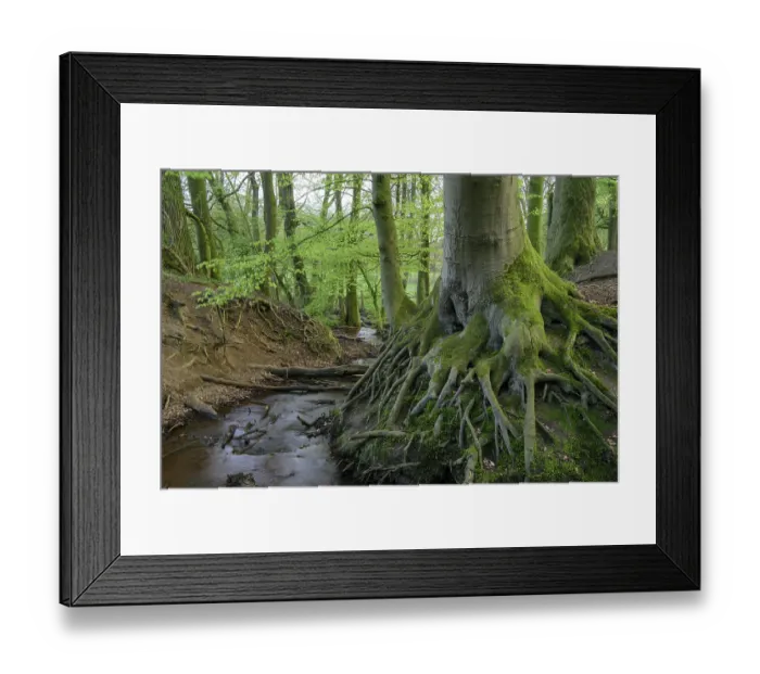 Framed Print : Beech trees ( Fagus sylvatica) in spring in the Dammer mountains