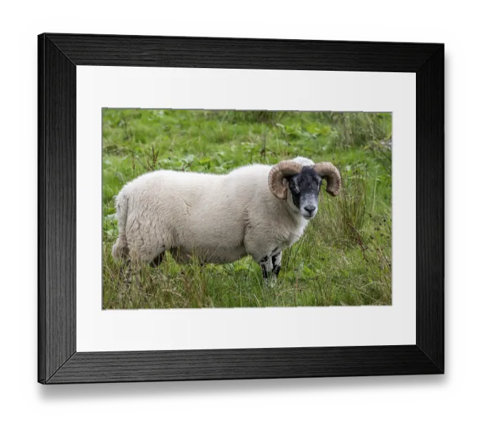 Framed Print : Domestic sheep (Ovis aries) in a meadow