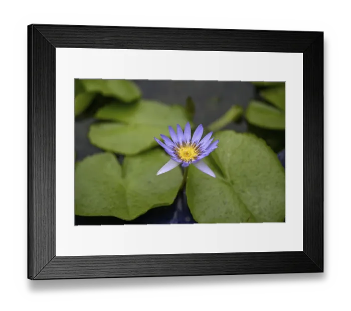 Framed Print : Water lily in a pond at Wat Pho
