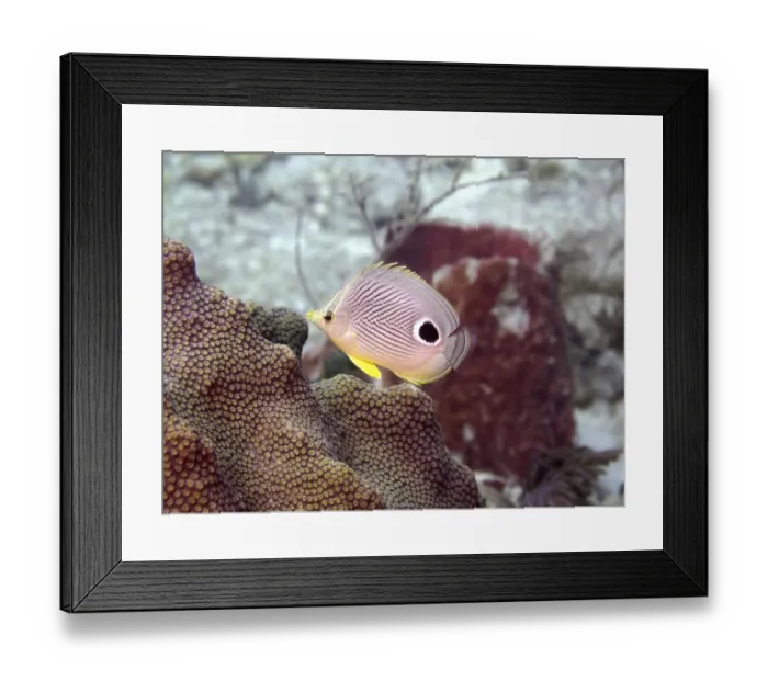 Framed Print : Four-eye butterflyfish (Chaetodon capistratus)