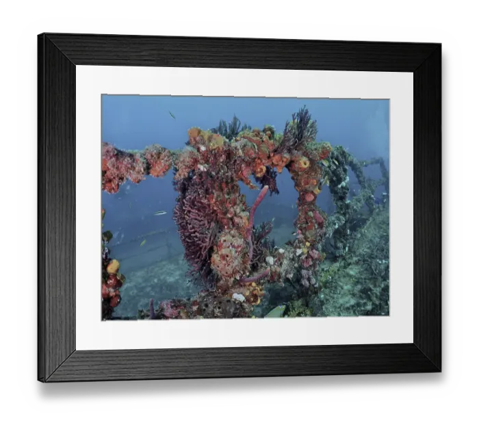 Framed Print : Underwater image of a coral-covered shipwreck