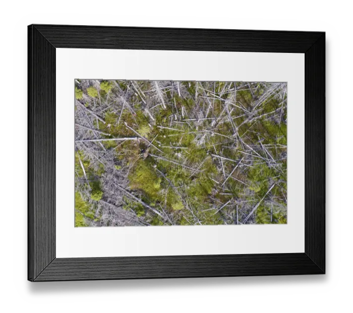 Framed Print : Aerial photo of dead spruces, due to infestation by bark beetles