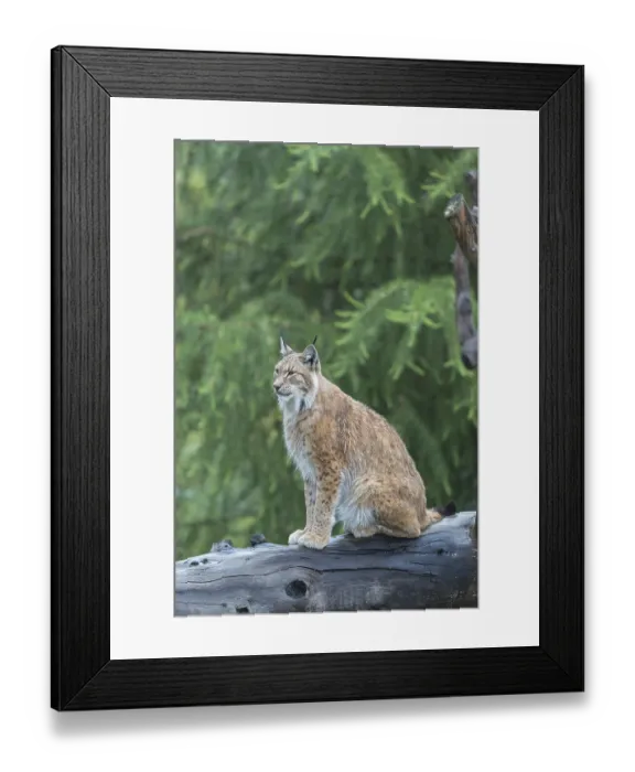 Framed Print : One Eurasian lynx, (Lynx lynx) Framed Print : One Eurasian lynx, (Lynx lynx)