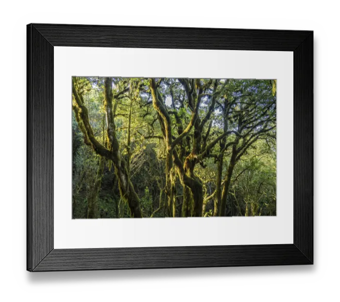 Framed Print : Forest in Garajonay National Park Framed Print : Forest in Garajonay National Park