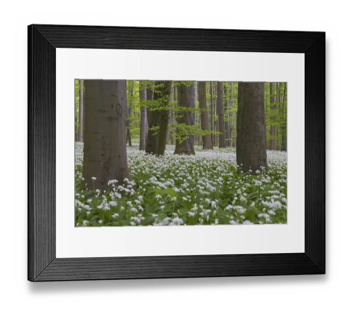 Framed Print : Wood garlic, ramsons, wild garlic (Allium ursinum) flowering in beech forest in spring