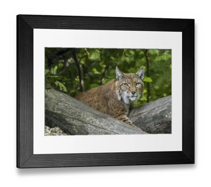 Framed Print : Eurasian lynx (Lynx lynx) resting among fallen tree trunks in forest Framed Print : Eurasian lynx (Lynx lynx) resting among fallen tree trunks in forest