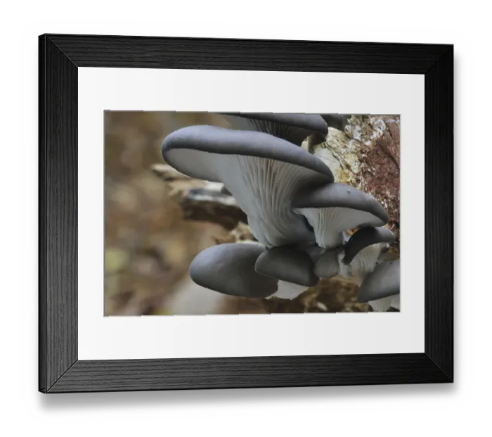 Framed Print : Oyster mushroom (Pleurotus ostreatus) Framed Print : Oyster mushroom (Pleurotus ostreatus)