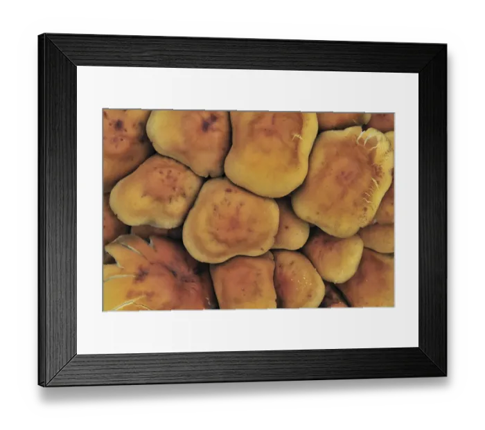 Framed Print : Sulphur tuft fungus, sulfur tuft