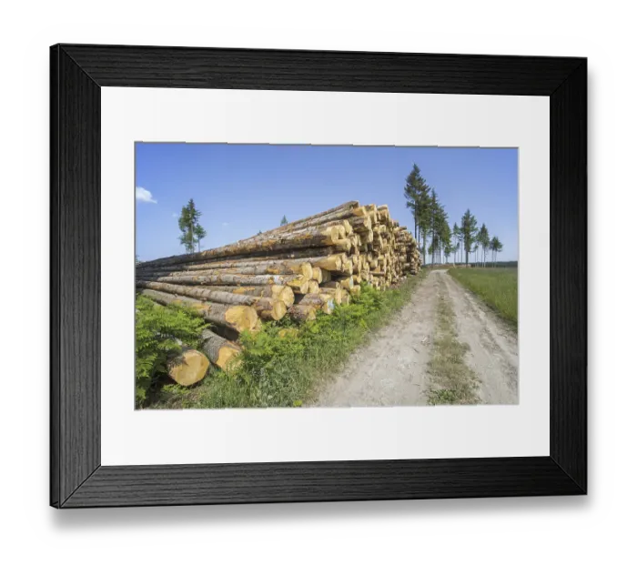 Framed Print : Deforestation showing huge wood pile of tree trunks in coniferous clearcut forest with a few remaining pine trees