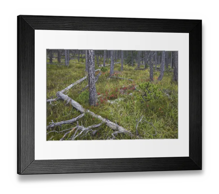 Framed Print : Scots Pine (Pinus silvestris) trees in coniferous forest with fallen tree trunks