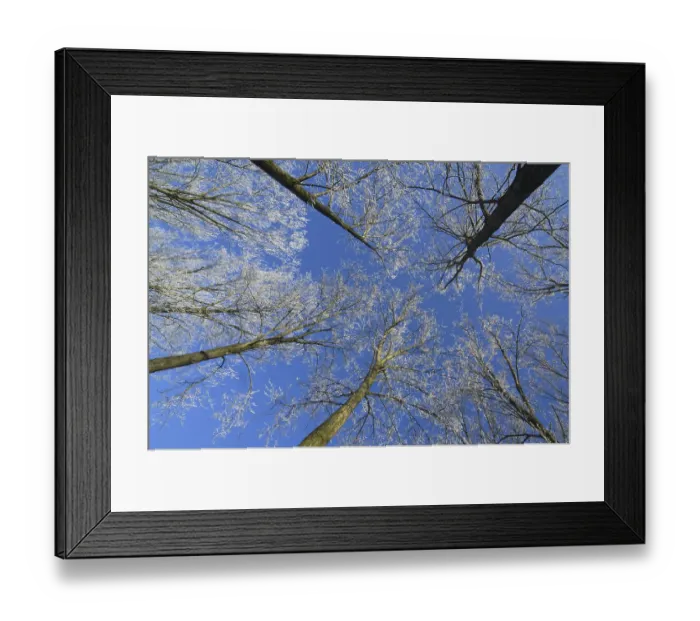 Framed Print : Branches of broad-leaved trees in deciduous forest in freezing winter cold covered in white frost Framed Print : Branches of broad-leaved trees in deciduous forest in freezing winter cold covered in white frost