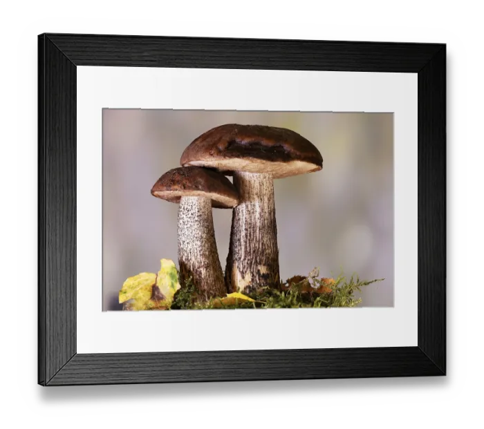 Framed Print : Birch bolete (Leccinum scabrum) grows at the edge of forests Framed Print : Birch bolete (Leccinum scabrum) grows at the edge of forests
