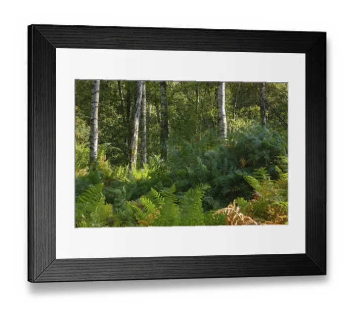 Framed Print : Ferns in the birch forest, nature reserve Framed Print : Ferns in the birch forest, nature reserve