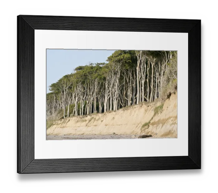 Framed Print : Beech forest (Fagus sylvatica) Framed Print : Beech forest (Fagus sylvatica)