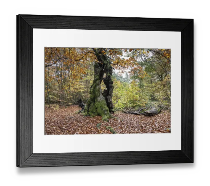 Framed Print : Ancient copper beech (Fagus sylvatica)
