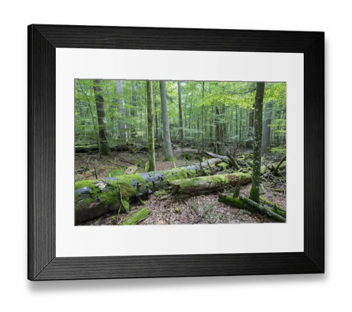 Framed Print : Near-natural mixed forest