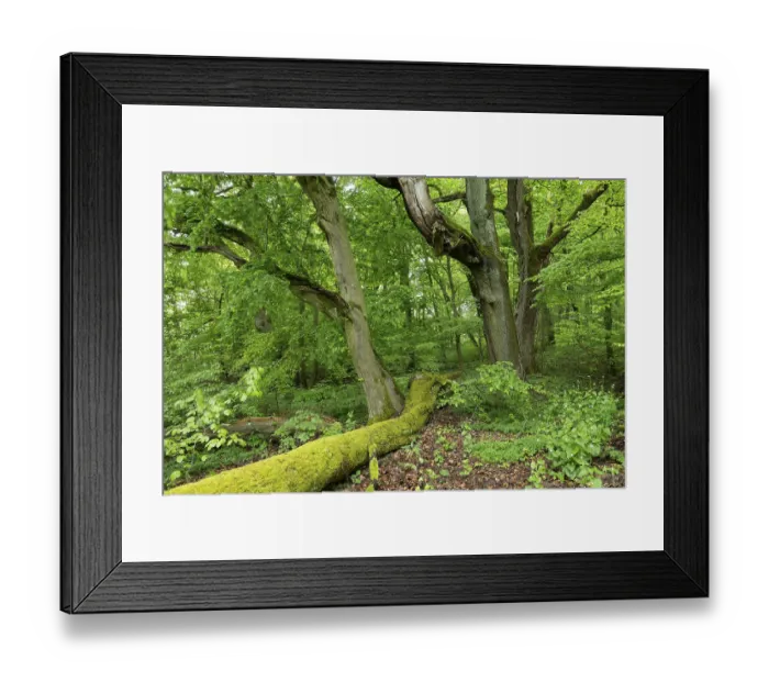 Framed Print : Near-natural deciduous forest, deadwood overgrown with moss