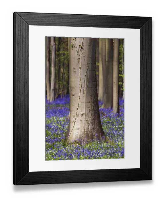 Framed Print : Blue flowering bluebells (Hyacinthoides non-scripta) in the copper beech (Fagus sylvatica) forest