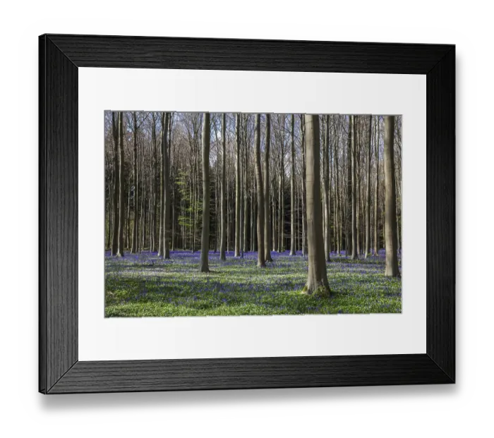 Framed Print : Bush anemone (Anemonoides nemorosa) and blue flowering bluebells (Hyacinthoides non-scripta) Framed Print : Bush anemone (Anemonoides nemorosa) and blue flowering bluebells (Hyacinthoides non-scripta)